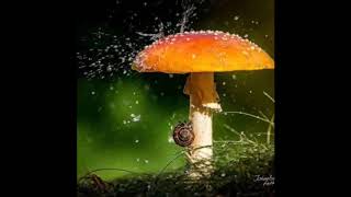 Raining in my heart by Anne Murray