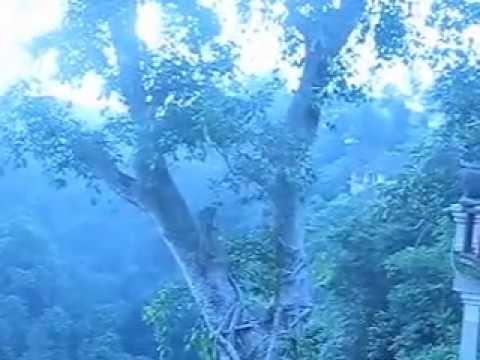 VILLA KALISAT - BALI - Penjeng/Ubud. : Huge male monkey to close.