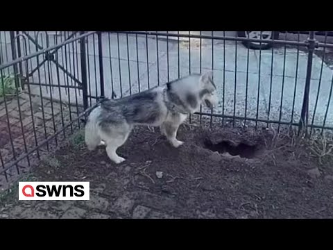 Dog Incessantly Digs Hole That Leads To Discovering A Shocking Gas Leak