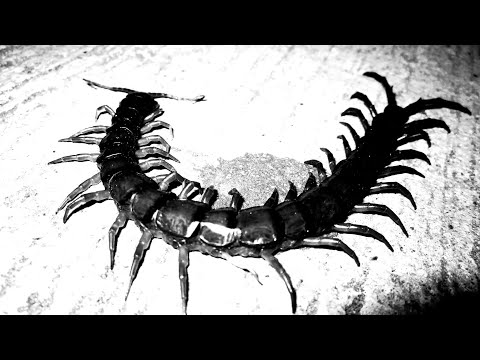 [FREE] “PARASITE” SCARLXRD X SCREAM RAP X TRAP METAL TYPE BEAT (Prod. Üjuajua)