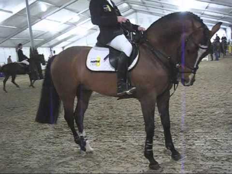 Marcus Ehning macht perfides Aua / St. Georg Artikel: Sieht denn keiner die Signale?