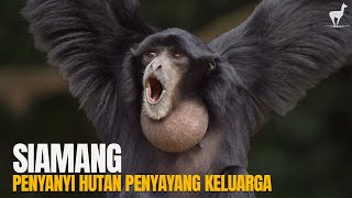 Download lagu Siamang: Penyanyi Hutan dari Sumatera dan Malaya mp3
