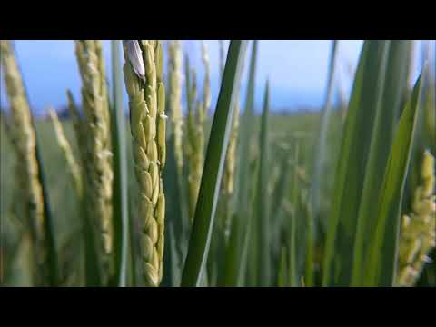 Padi yang ditiup Angin yang indah