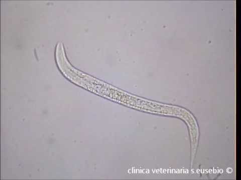 Come non prenderà helminths Helminths allatto dell uso di carne
