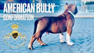 Crowned Imperial Pocket Bully Puppy Prince of York American Bully Kennel #abkc #best #top #bully