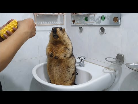 when i hold the corn, marmot very excited