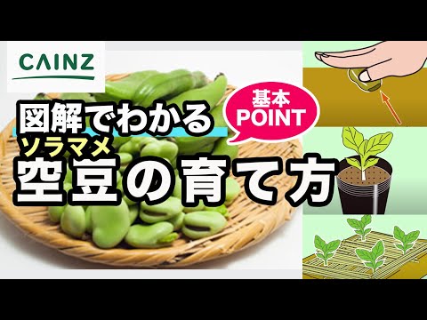 豆はいつ、どのように蒔くのですか？いつ植えるのですか？どの品種を選ぶべきですか？おすすめのヒント + サポートビデオ  庭園