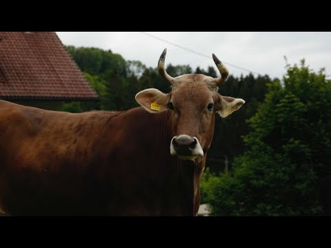 Wir nehmen Abschied von unserer Kuh LULU 🌈🐮💔