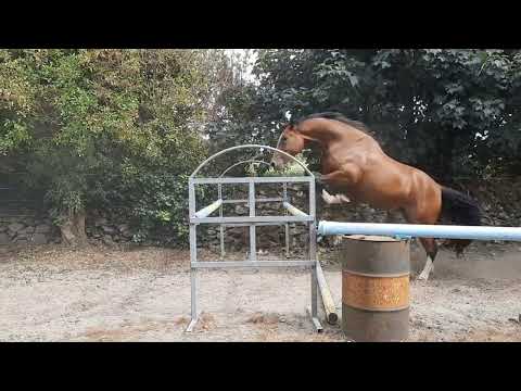 Horse - Image 2