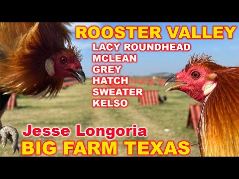 TEXAS 💯 Best Quality Kelso Hatch Roundhead ‼️ Rooster Valley Farm Jesse Longoria | Beautiful Birds