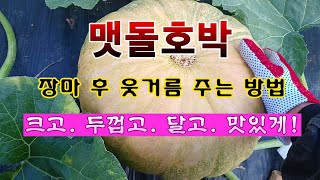 [텃밭농부 2,001]  맷돌호박 장마 후 웃거름 주는 방법. #맷돌호박재배