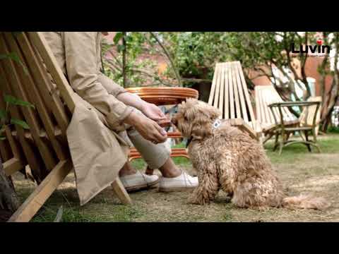 800 gms luvin adult premium grain free dry dog food - 800gms