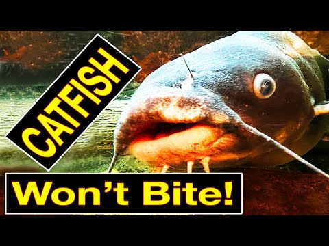 Four Reasons Catfish Won't Bite