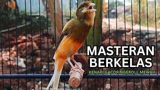 Download lagu Kemewahan Suara Kenari! Baru Putar 10 Detik Kenari Muda Langsung Berani Bunyi Keras! mp3