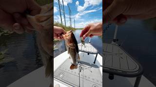 🥵 I went to the Everglades looking for MONSTER bass… but the weather said, “Absolutely not.” 😂☀️