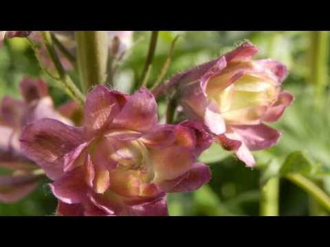 Kraj jezera - Zbor i Tamburica Frakanava