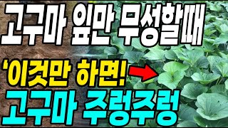 고구마잎만 무성할때 이것만 하면 고구마 주렁주렁! 쉽게 다수확 대박!