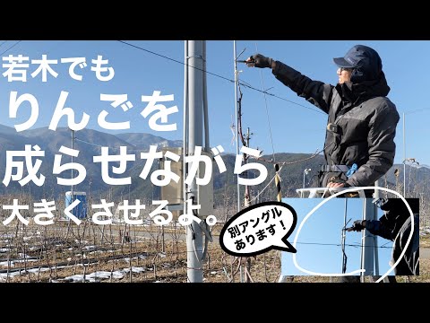 リンゴが木の上で腐るのはなぜですか?リンゴの木を守るにはどうすればよいですか?  庭園