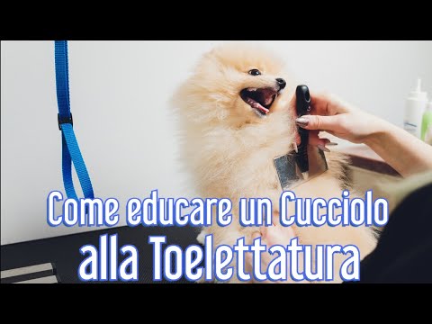 Come Educare un Cucciolo alla Toelettatura - www.educareuncane.com