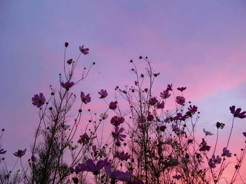 Osman Tekkeşin - Yalan (Tan Taşçı cover)