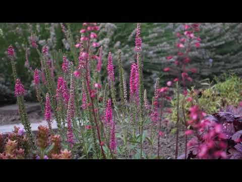 Unser Garten am 13 07 2020