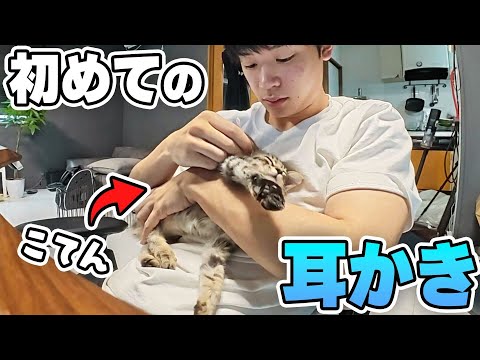 生まれて初めての耳掃除に緊張する迷子猫