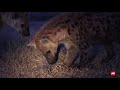 Hyenas Versus A Pangolin