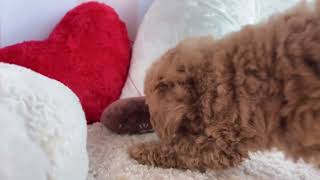 トイプードルの動画01