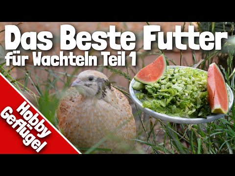 Das Beste Futter für Wachteln | Teil 1 | Äste, Salat und Obst