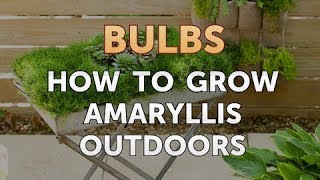 How to Grow Amaryllis Outdoors
