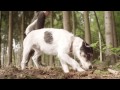 Видео о товаре Supreme Maxi Junior, корм для юниоров крупных пород / Happy Dog (Германия)