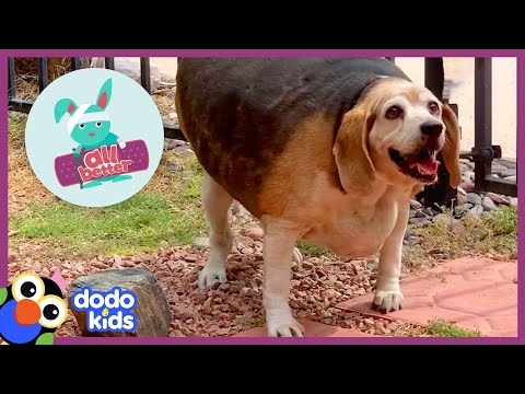 All Better — Let’s Help A Dog Who’s Too Big To Wag His Tail | Dodo Kids