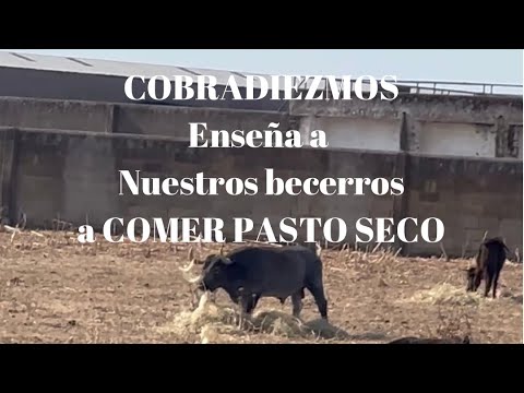 COBRADIEZMOS Cuida y Enseña a Nuestros Becerros A COMER PASTO SECO