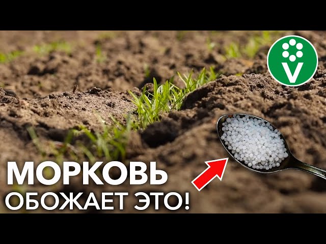 ПОДКОРМИТЕ ЭТИМ МОРКОВЬ СРАЗУ ПОСЛЕ ВСХОДОВ И ОНА ВЫРАСТЕТ КРУПНОЙ И СЛАДКОЙ! Все подкормки моркови