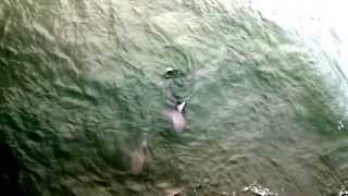 preview picture of video 'Sharks waiting for fish scraps, Garden city Pier.'