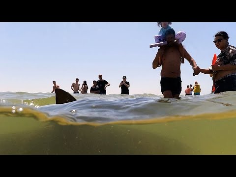 Suche nach vermutetem Hai-Angriff an der israelischen Küste im Gange