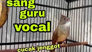 Download lagu 🔴 LIVE - terapi dan masteran cucak jenggot jadi rajin bunyi/gacor mp3 Download lagu 🔴 LIVE - terapi dan masteran cucak jenggot jadi rajin bunyi/gacor mp3