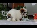 Havanese dogs for sale: Faith - Video 1