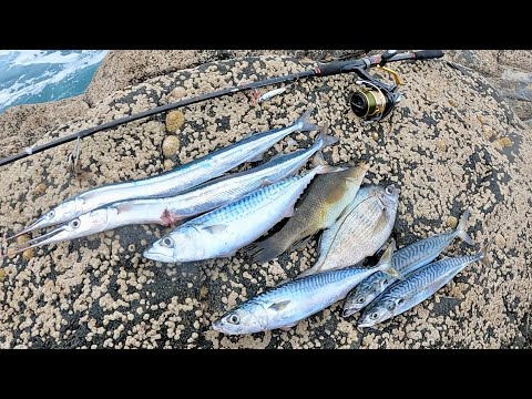 MACKEREL FISHING WITH METAL JIGS & MULTIPLE SPECIES ON LIGHT FLOAT GEAR