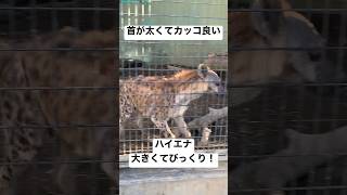肉食の代表!ハイエナ　#ハイエナ #肉食 #動物 #animals