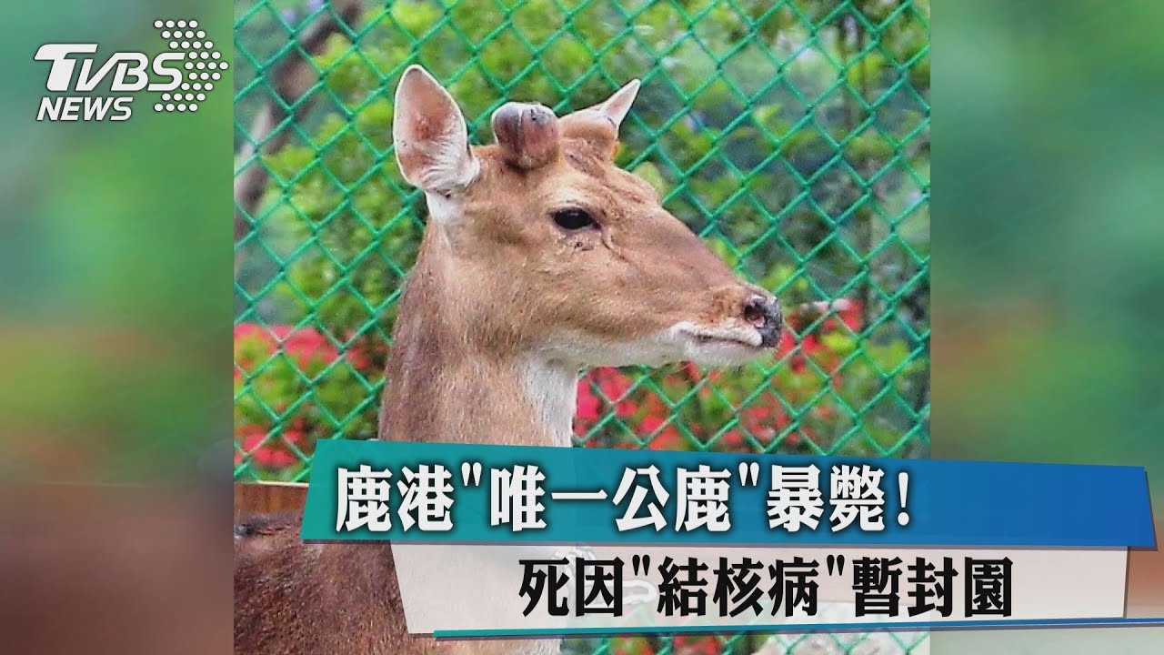 鹿港「唯一公鹿」暴斃! 死因結核病暫封園