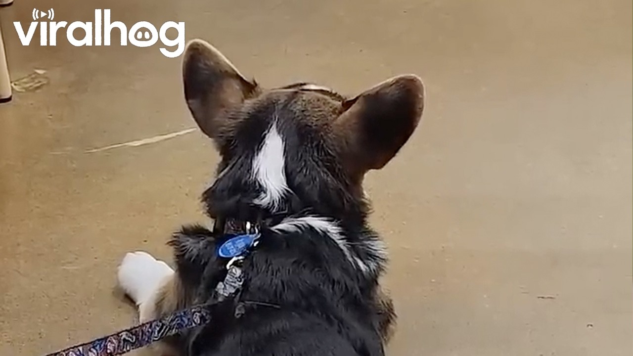 Splooting Corgi's Intermittent Tail Wag || ViralHog