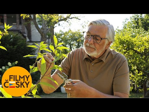 Zbožňovaný (2021) | Režie: Petr Kolečko | celý film | HD