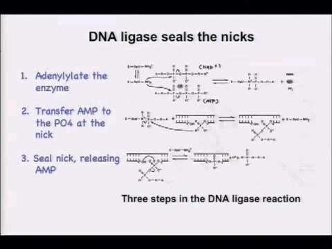 DNA Polymerase Holoenzyme