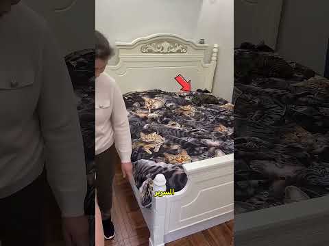 تحدي اختباء القطط الذكية 🐱🙈