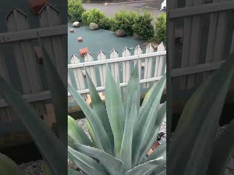 園芸 トラフのミニロックガーデン