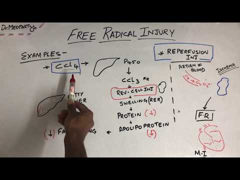 Pathology - FREE RADICAL INJURY  /  Diagrammatic review.