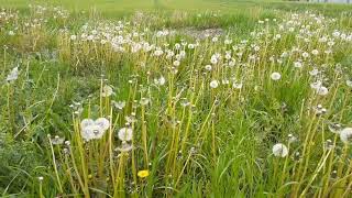 草刈りの仕方だけで空き地のタンポポを増やしまくる【０円ガーデニング】