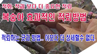 우량한 복숭아를 얻으려면 적뢰부터 -적과 적화보다 적뢰의 중요성과 적뢰하는 자리, 방법, 적뢰 이야기 이보다…