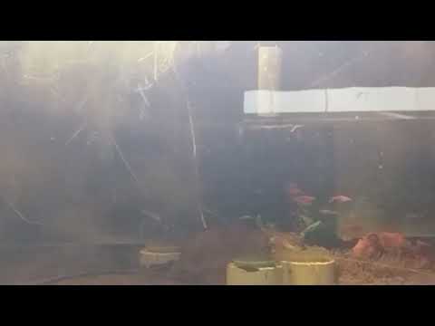 Breeding chili Rasboras 101 Boraras brigate 